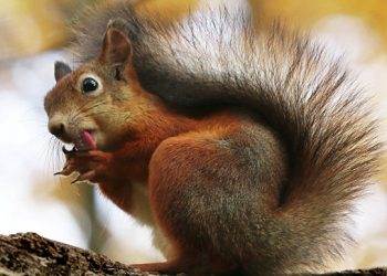 Белка помешала досрочному голосованию на выборах главы США