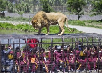 В Китае для туристов работает зоопарк наоборот