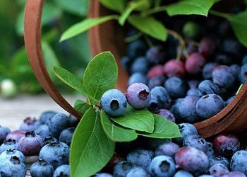 Рейтинг продуктов