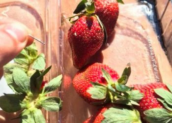 Полуниця з голками