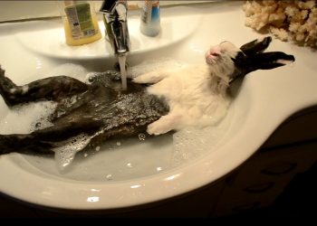 Кролик, що приймає душ переглянули майже 12 мільйонів разів