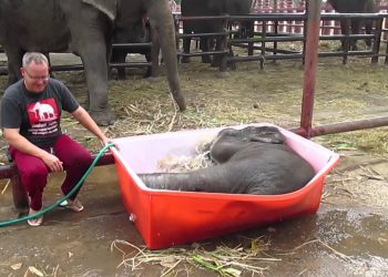 Интернет взорвало видео с купанием слоненка