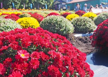 Фестиваль хризантем у Києві