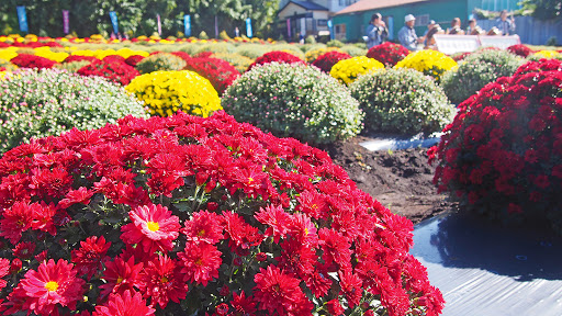 Фестиваль хризантем у Києві