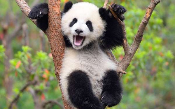 панди у КНР