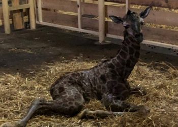 Жирафеня в одеському біопарку