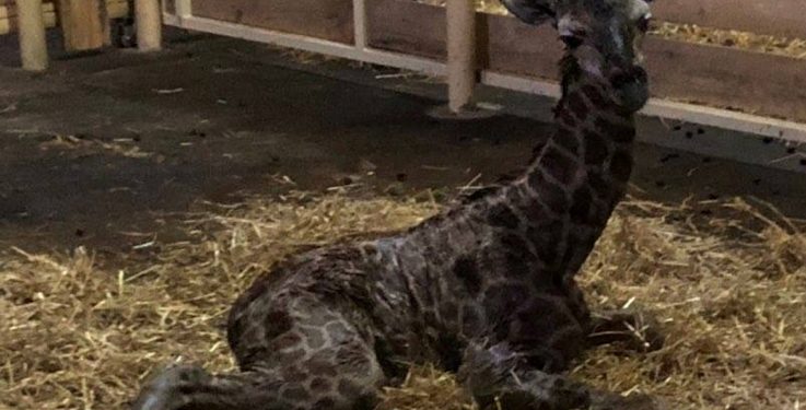 Жирафеня в одеському біопарку