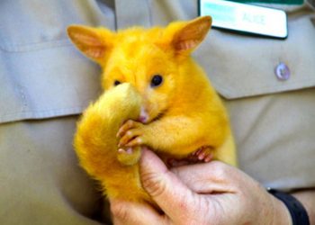 Посум, схожий на Пікачу