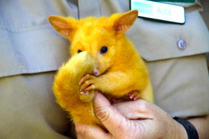 Посум, схожий на Пікачу